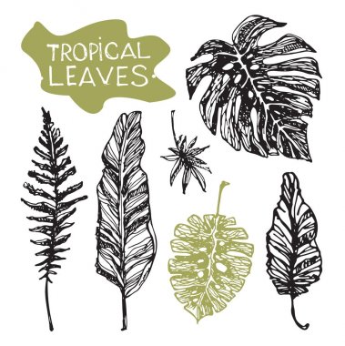 Elle çizilmiş doodle tropikal palmiye yaprakları