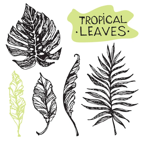Elle çizilmiş doodle tropikal palmiye yaprakları