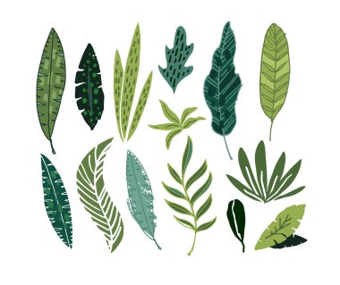 Soyut el çizimleri, karalama yaprakları, palmiye ağaçları. Botanik tasarımı. Arkaplan, model ve afiş için şablon tasarımı ögeleri. Çiçek seti. Yapraklar ayarlandı.