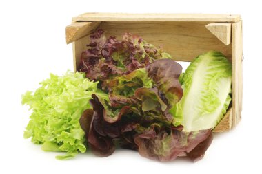 taze kıvırcık ve tahta bir sandık içinde kırmızı marul 