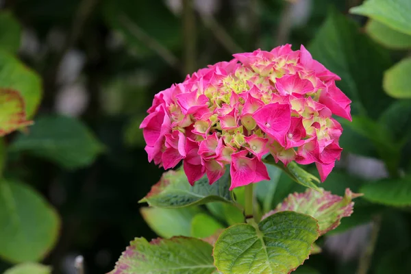 Hydrangea Macrophilla Floreciente Jardín — Foto de Stock