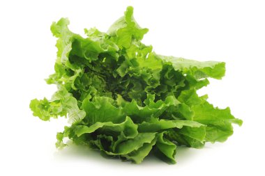 Beyaz arka planda taze hindiba