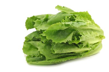 Beyaz arka planda taze hindiba