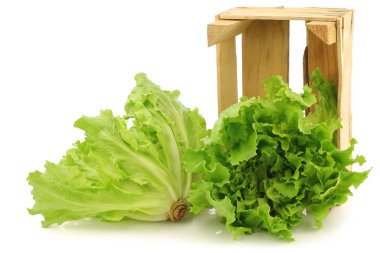 freshly harvested endive in a wooden box on a white background clipart