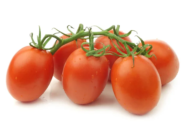 色彩艳丽的意大利番茄酱 白色背景的藤蔓上 — 图库照片