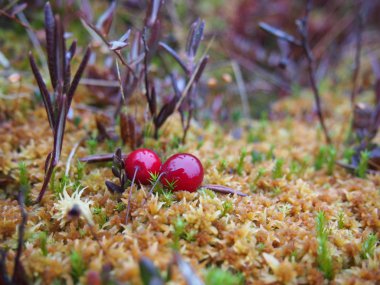 Kızılcık orman bataklıkta