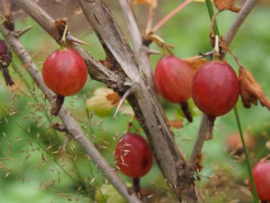 Bektaşi üzümü Güz
