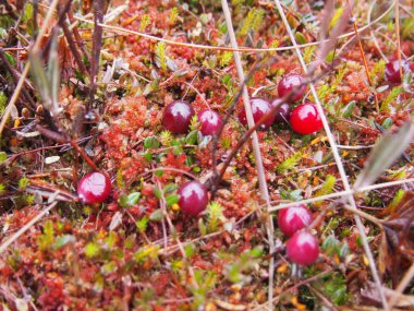 Kızılcık orman bataklıkta