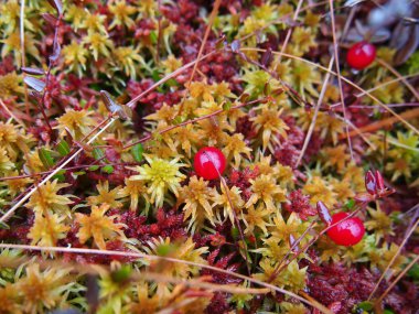 Kızılcık orman bataklıkta