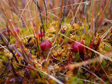 Kızılcık orman bataklıkta