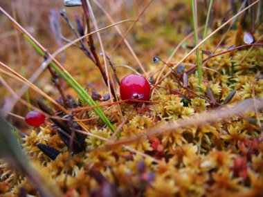 Kızılcık orman bataklıkta