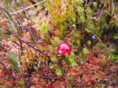 Kızılcık orman bataklıkta