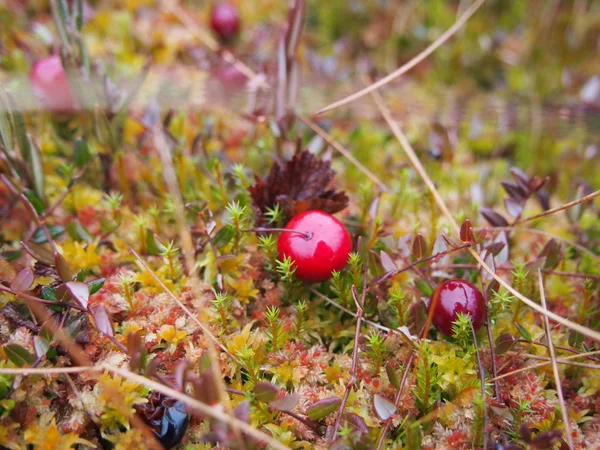 Kızılcık orman bataklıkta