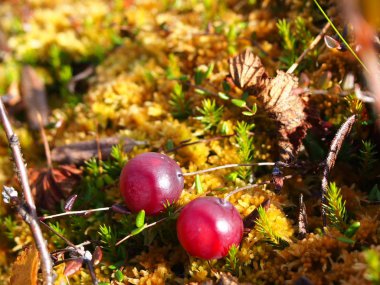 Kızılcık orman bataklıkta