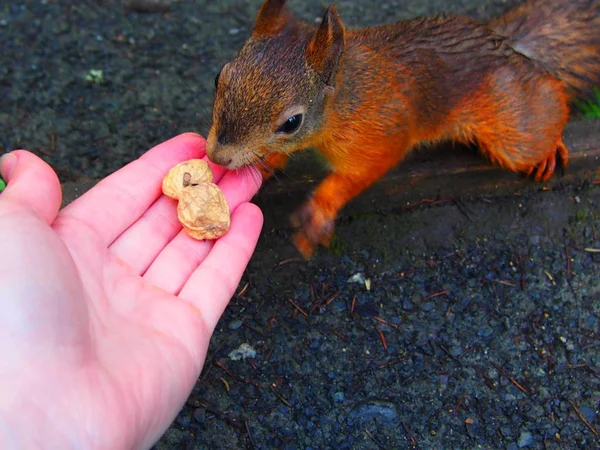 Esquilo no parque comer nozes — Fotografia de Stock