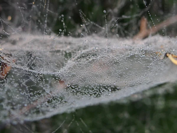 Δροσιά σε ιστό αράχνης — Φωτογραφία Αρχείου
