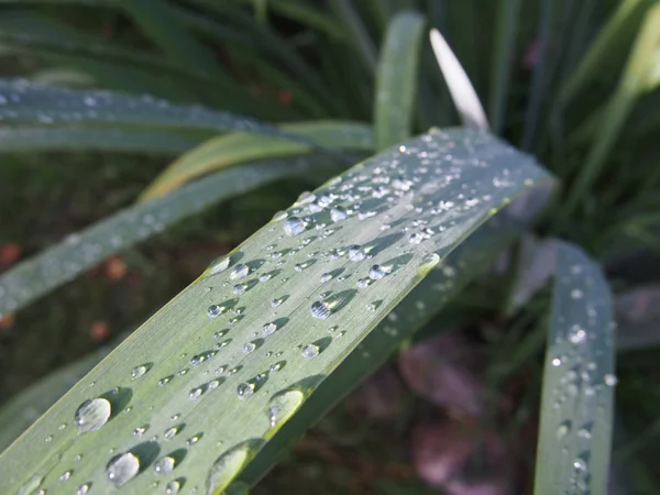 树叶上的雨滴 — 图库照片