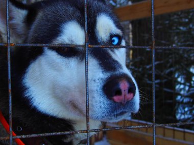 büyük kuş kafesi içinde köpek dış yapraklar