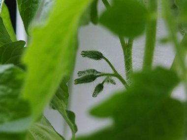  domates çiçekler açar pencere üzerinde