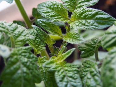  domates çiçekler açar pencere üzerinde