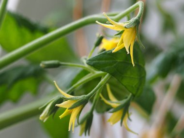  domates çiçekler açar pencere üzerinde