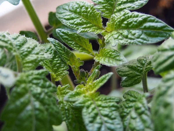  domates çiçekler açar pencere üzerinde