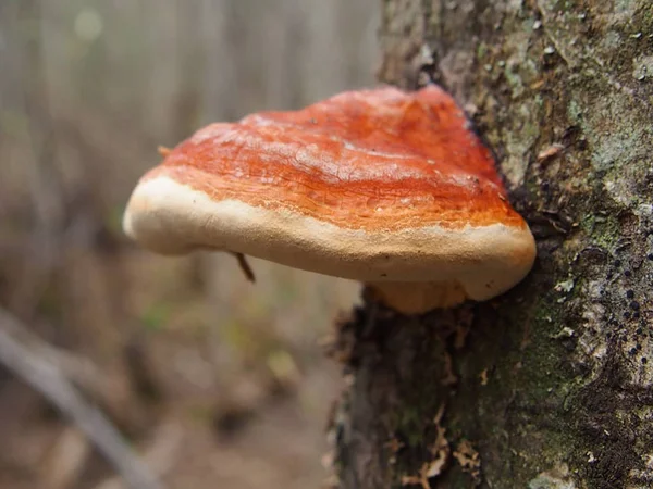 Bel fungo su un albero caduto — Foto Stock