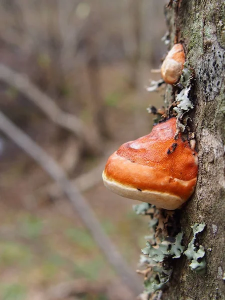 Piękny grzyb na zwalone drzewo — Zdjęcie stockowe