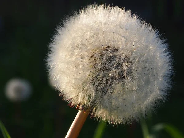 Kabarık yaz karahindiba — Stok fotoğraf