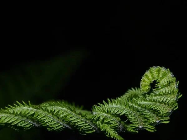 A sheet of fern in a dark summer night — Stock Photo, Image