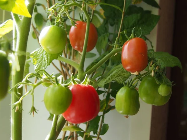 Homemade cherry tomatoes on the windowsill — Stock Photo, Image