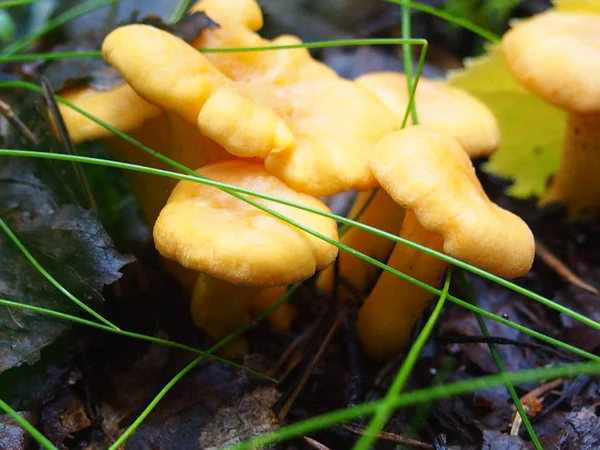 Piccoli finferli funghi nella foresta — Foto Stock