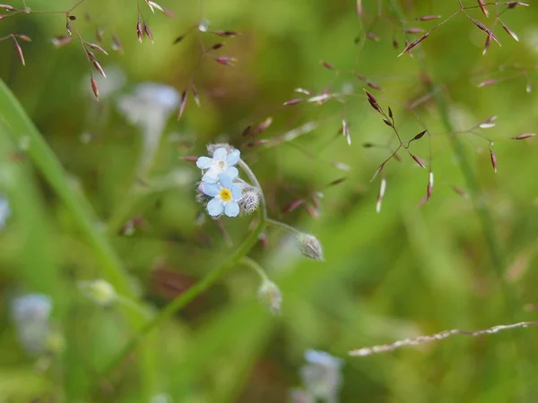 Маленькие цветы в зеленой траве — стоковое фото