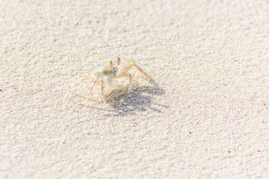 Sahilde küçük bir yengeç