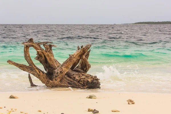 Ein Holz am Strand — Stockfoto