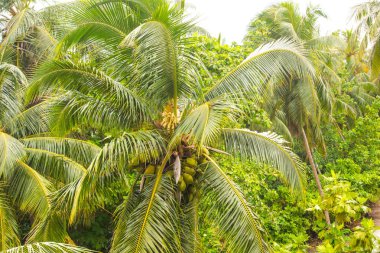 Palmiye ağaçları ve gökyüzü