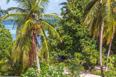 Palmiye ağaçları ve gökyüzü