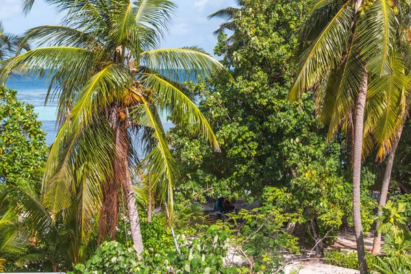 Palmiye ağaçları ve gökyüzü