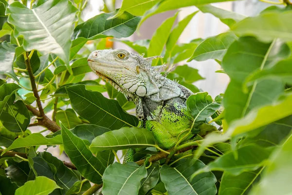 L'iguane sur l'arbre — Photo