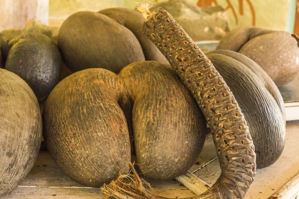 Amazing coconuts of Seychelles. Coco de mer