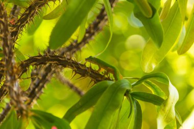 Ağaçta Küçük Yeşil Kertenkele