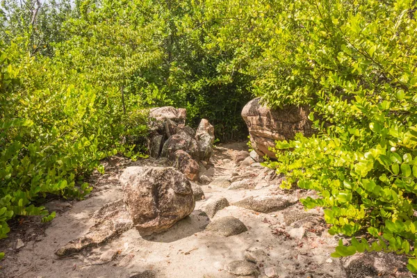 Caminho a pé na floresta verde em Saychelles — Fotografia de Stock