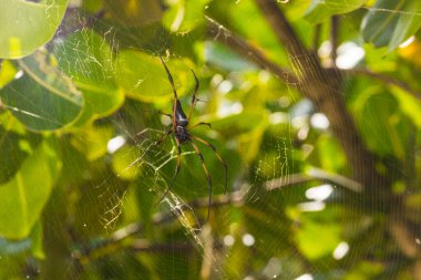 Örümcek ormanda ağaçta asılı