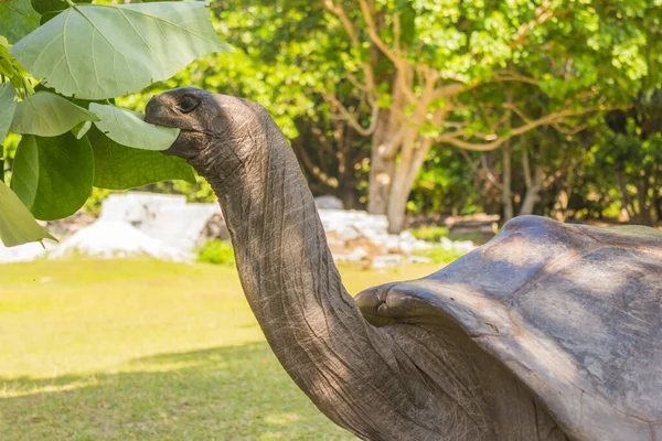 Tortuga gigante de Aldabra, Tortuga en la playa — Foto de Stock