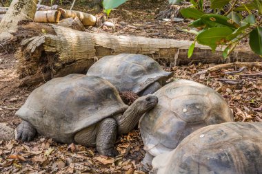 Aldabra Dev Kaplumbağa, Sahilde Kaplumbağalar
