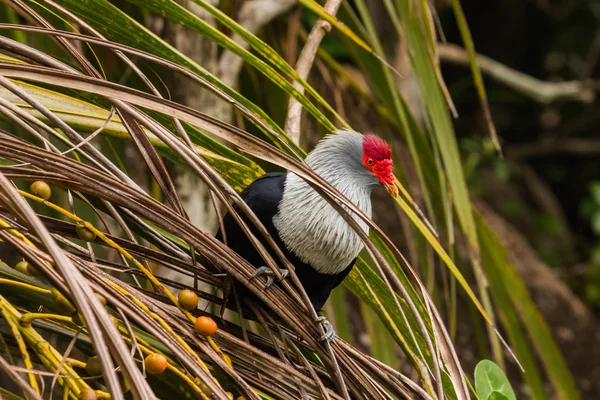 O grande pássaro vermelho na palmeira — Fotografia de Stock