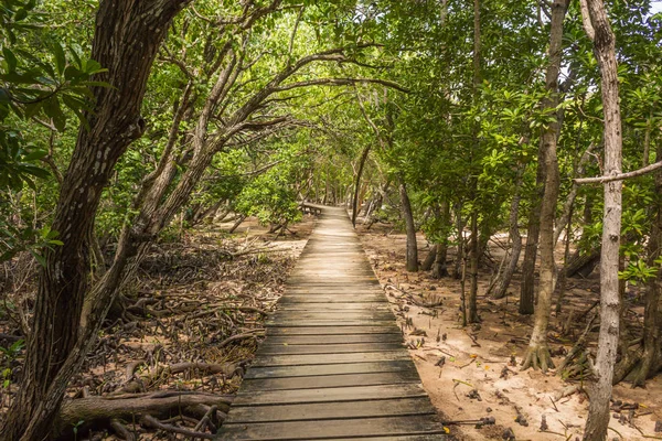 Caminho para a praia através da floresta de manguezais — Fotografia de Stock