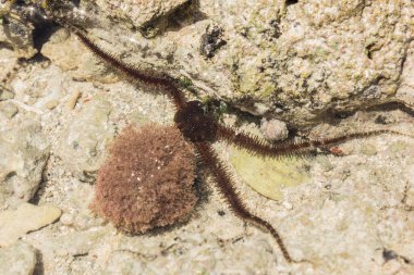Ophiura albida is a species of brittle star in the Tanzania