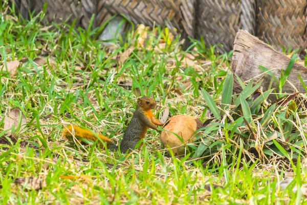 Das Eichhörnchen mit Kokosnuss auf dem Gras — Stockfoto