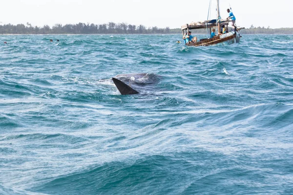 アフリカのタンザニア海の鯨類 ストック写真